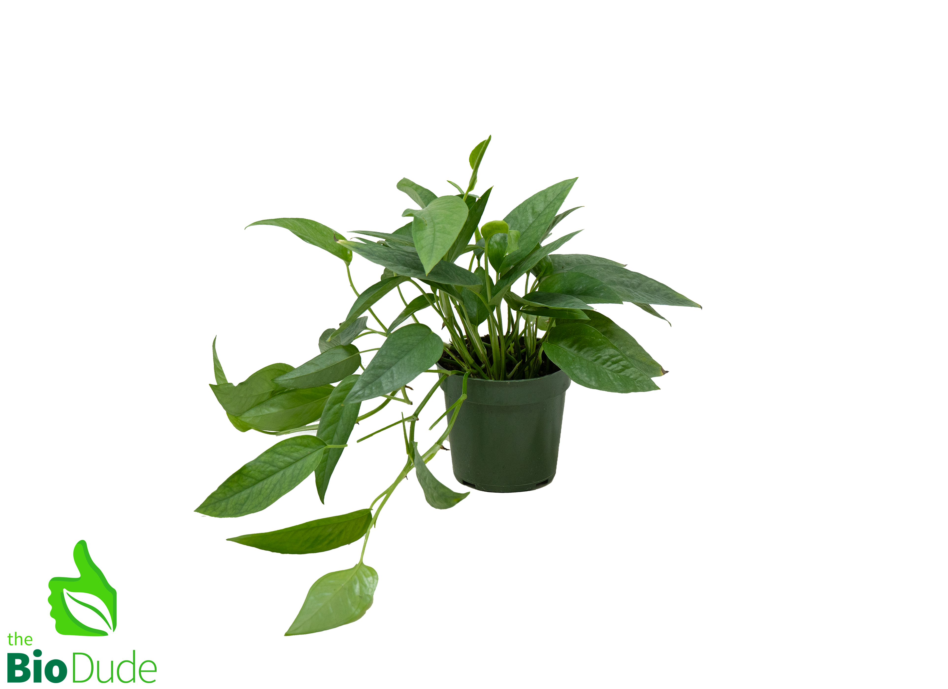 cebu blue pothos mature form 4" Pot Pothos Cebu Blue