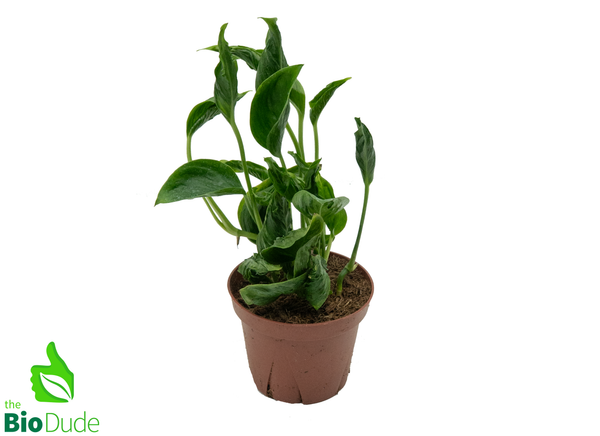 4" Pot Pothos Shangri-La