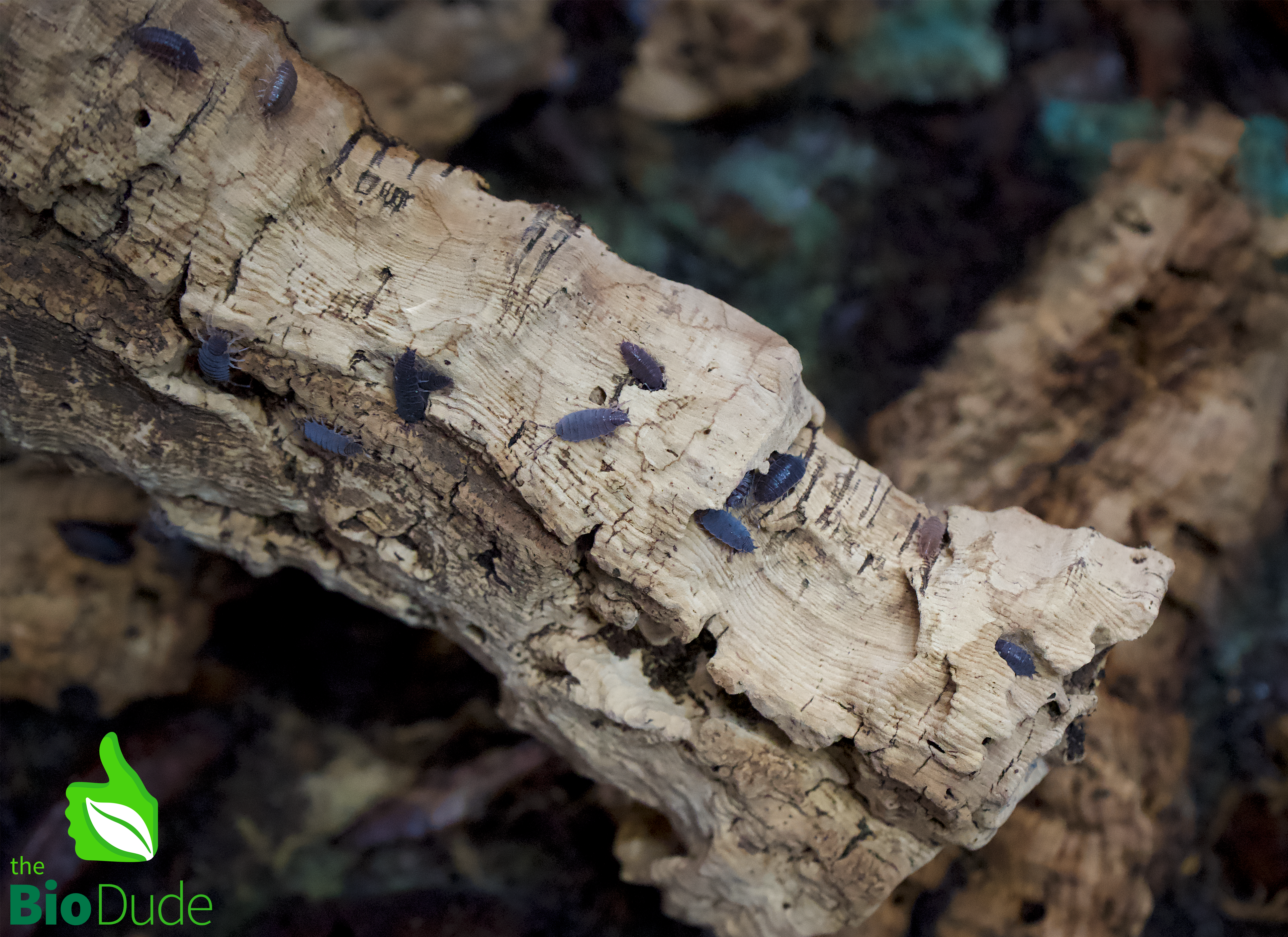 Porcellionides pruinosus