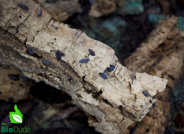 Porcellionides pruinosus
