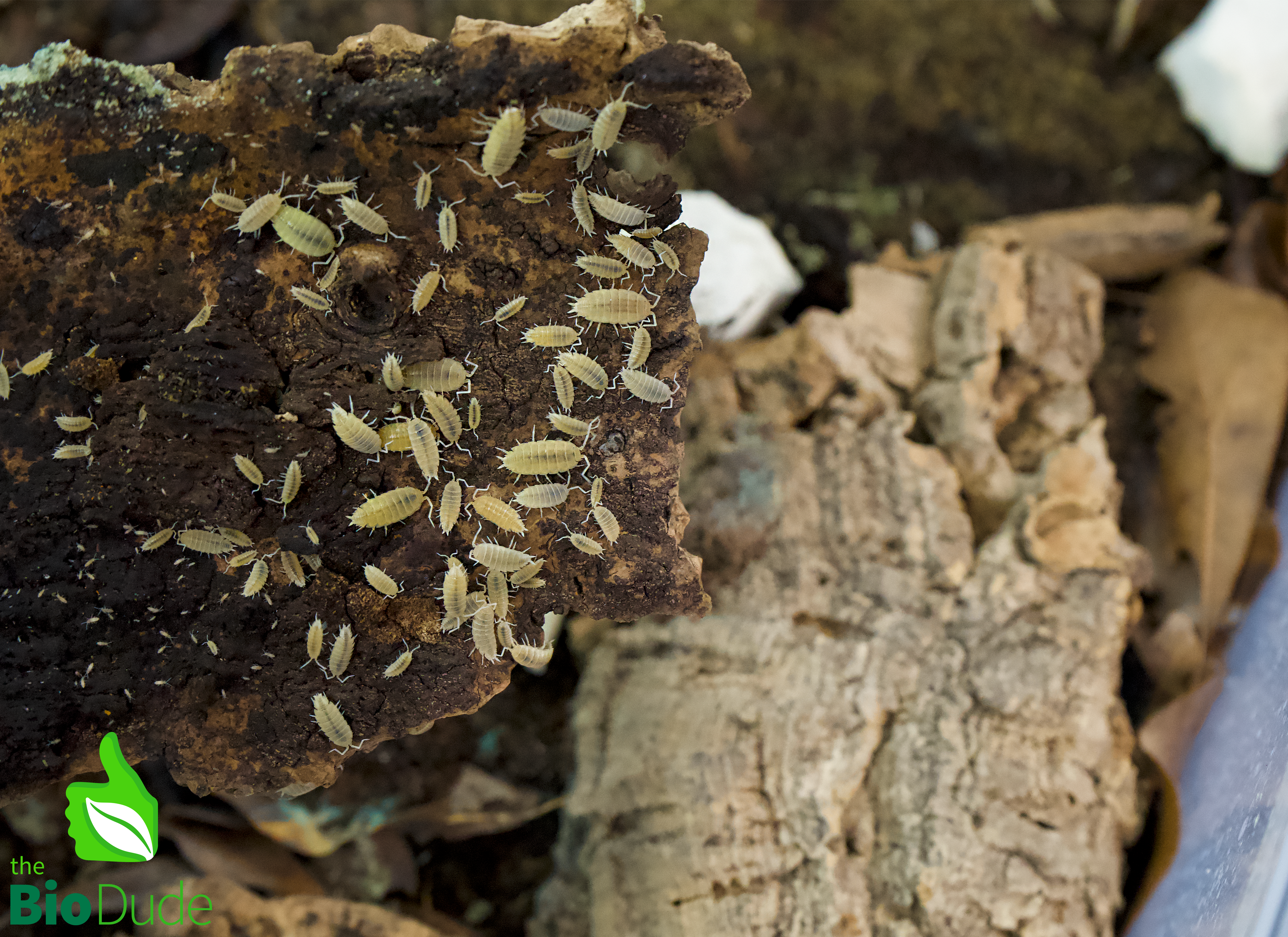 Porcellionides pruinosus “Powder White” Isopods FREE SHIPPING