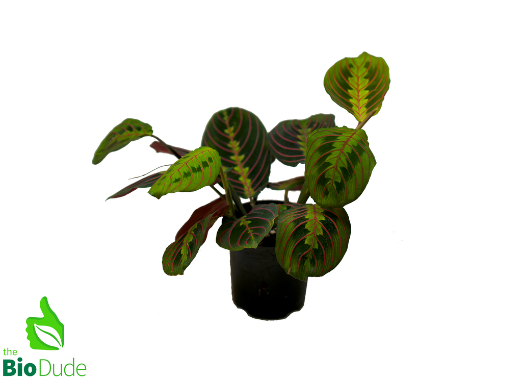 4" Pot Prayer Plant Red