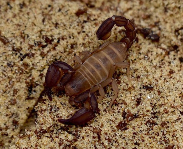 Pseudouroctonus santarita – Madera Forest Scorpion | Santa Rita Mountains Scorpion | Live Arrival Guarantee| TDE