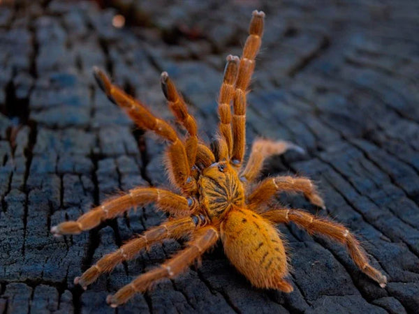Pterinochilus murinus 'Usambara' – Orange Baboon Tarantula | RCF Red Color Form | TDE