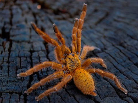 Pterinochilus murinus 'Usambara' – Orange Baboon Tarantula | RCF Red Color Form | TDE