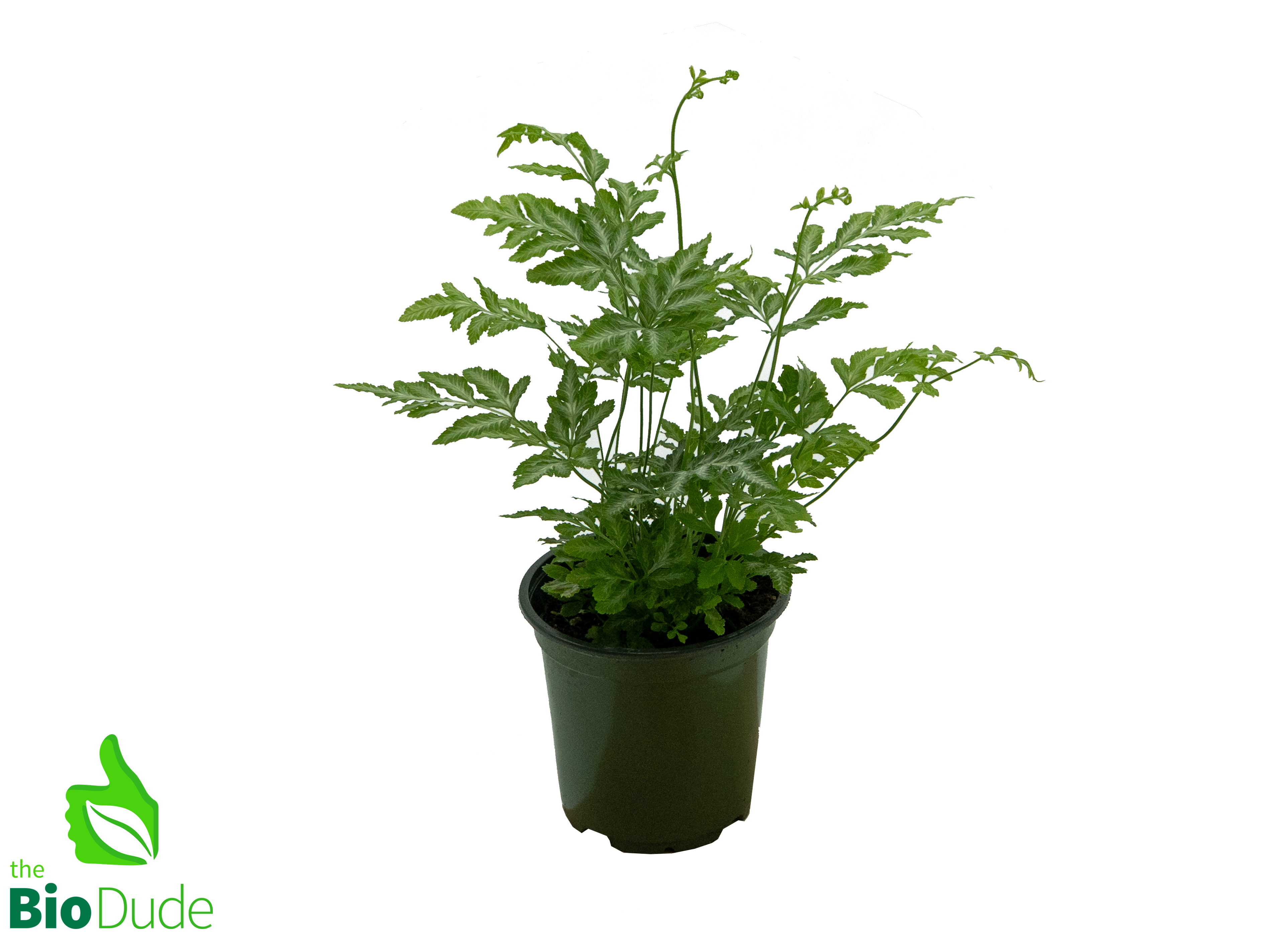 silver fern indoor plant Fern 'Silver Lace' 4" Pot