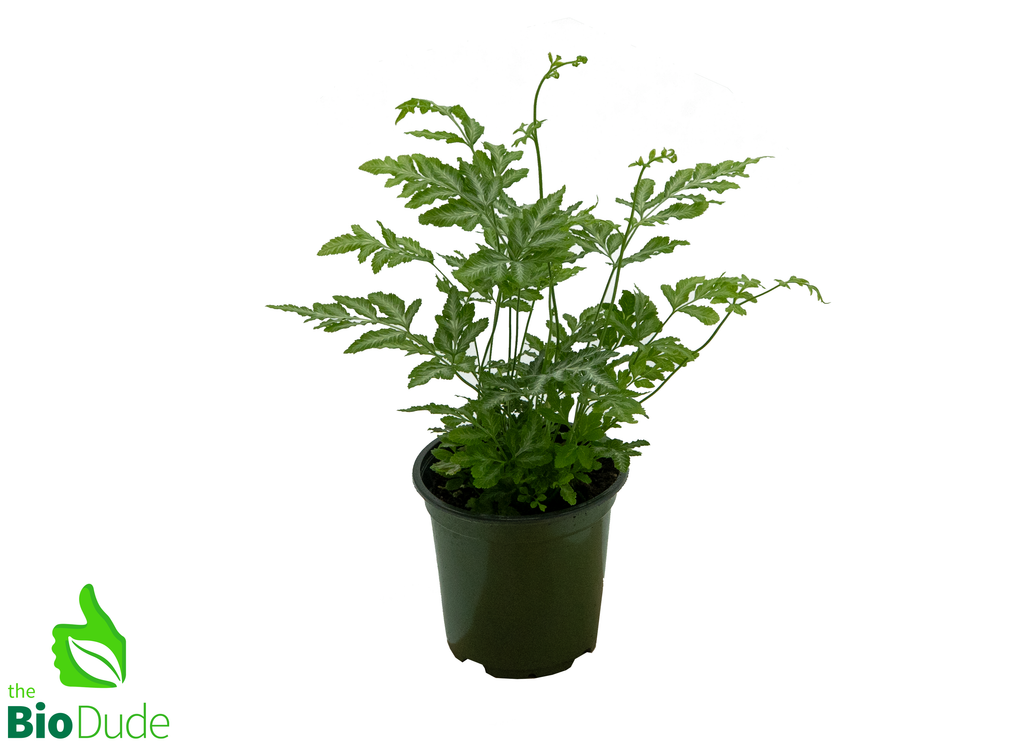 4" Pot Pteris Fern Silver Lace