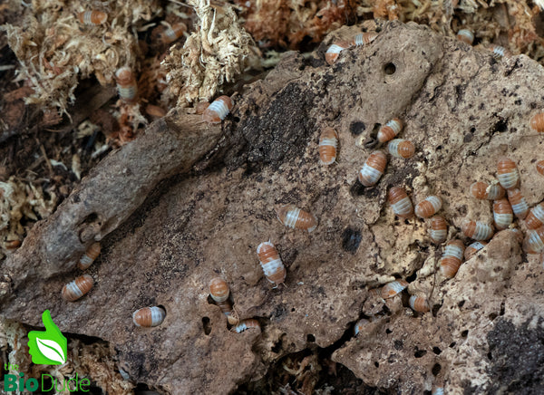 Cubaris sp. "Red Panda King" Isopods FREE SHIPPING