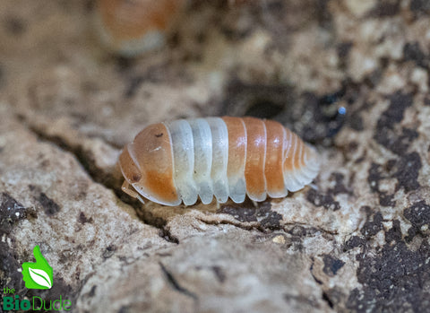 Cubaris sp. "Red Panda King" Isopods FREE SHIPPING