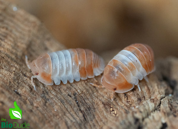 Cubaris sp. "Red Panda King" Isopods FREE SHIPPING