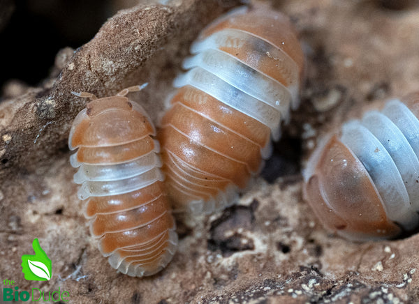 Cubaris sp. "Red Panda King" Isopods FREE SHIPPING
