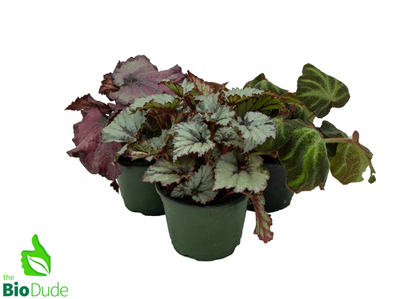 5" Pot Rex Begonia