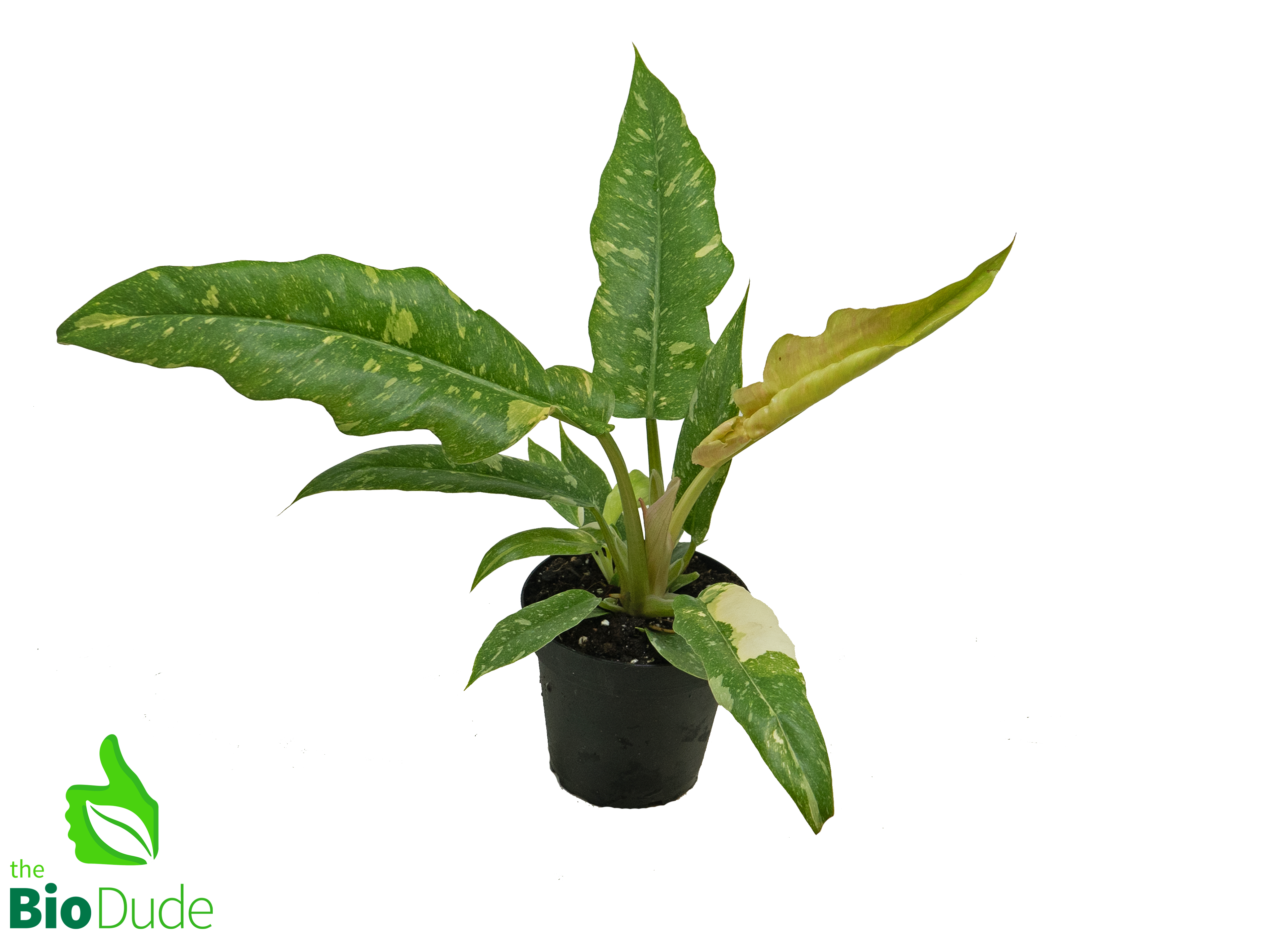 philodendron ring of fire soil 4" Pot Philodendron Ring of Fire