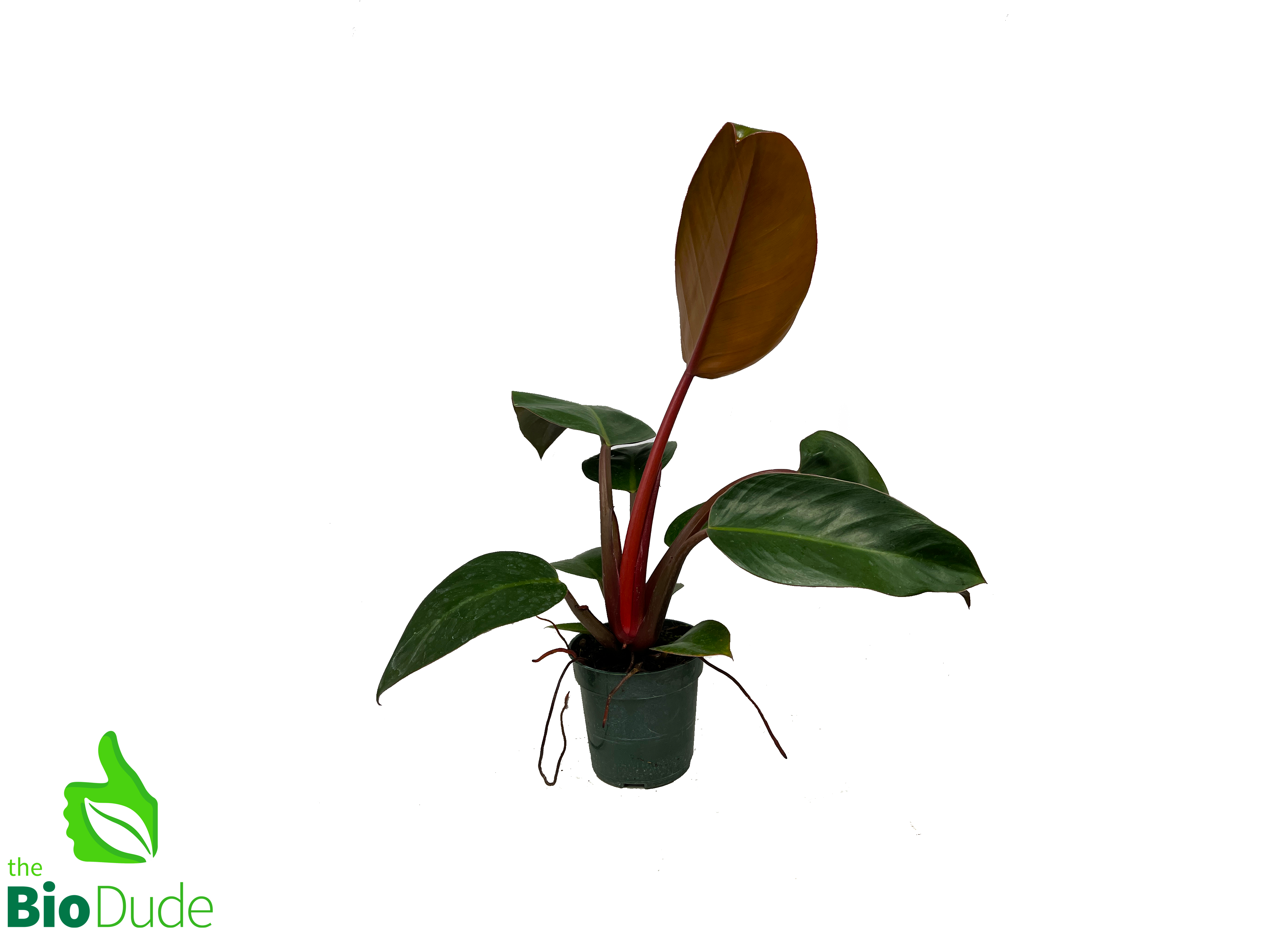 philodendron for tortoise Rojo Congo Philodendron - Easy to Grow