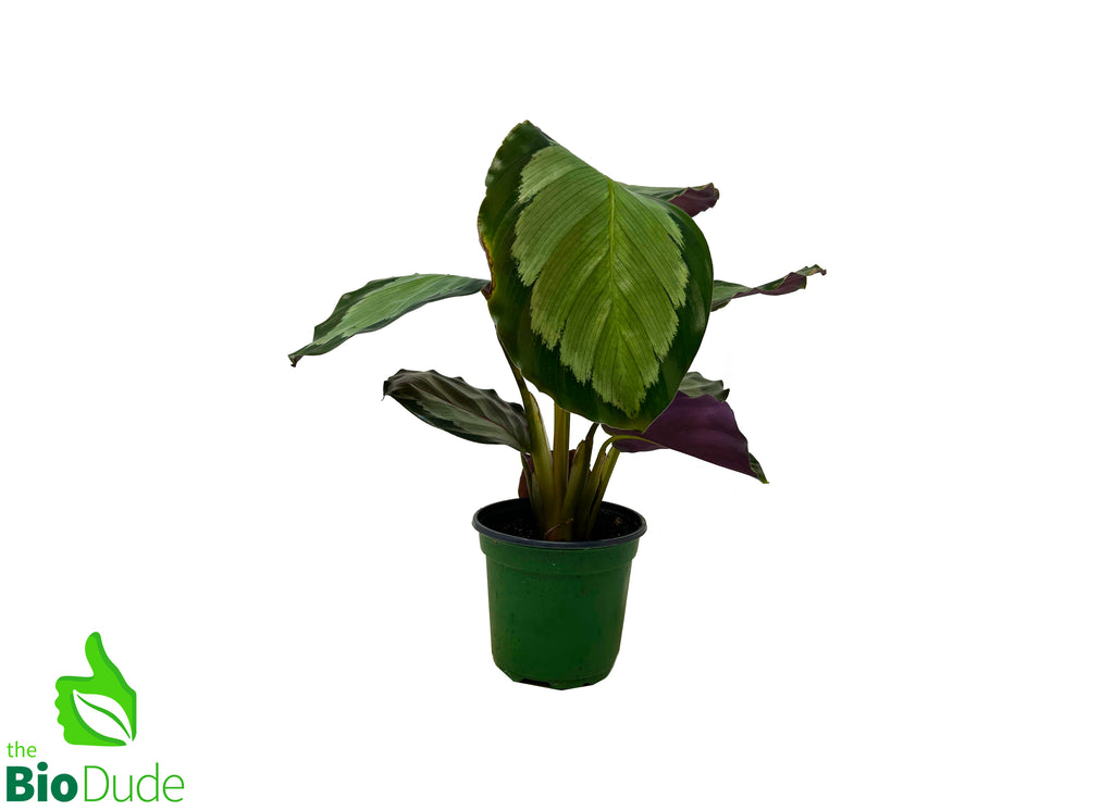 4" Pot Calathea Rosastar