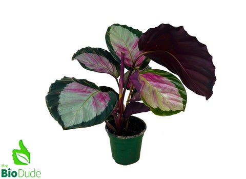 4" Pot Calathea Rosey Roseo Picta