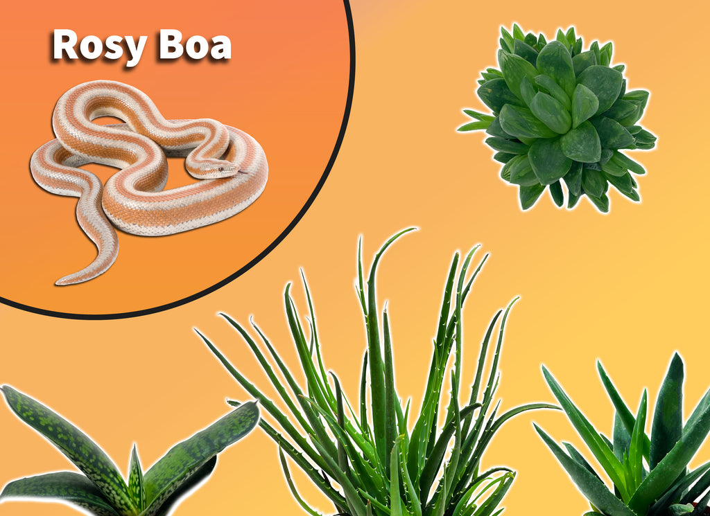 Rosy Boa Plant Pack