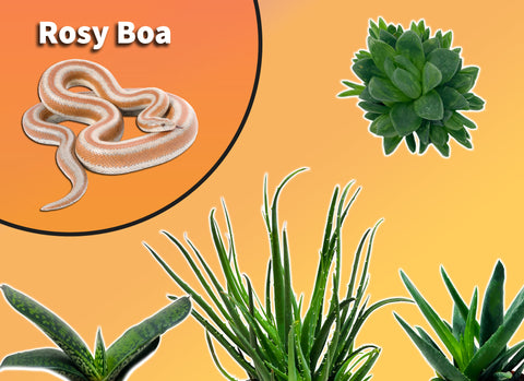 Rosy Boa Plant Pack
