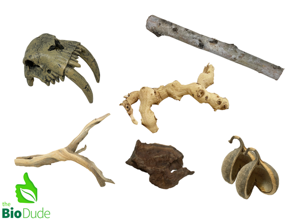 Sabertooth Tiger Decor Kit – The Bio Dude