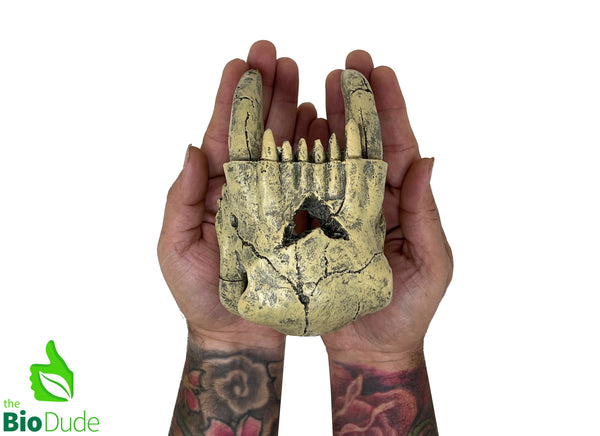 The Bio Dude - Dino Decor Sabertooth Tiger