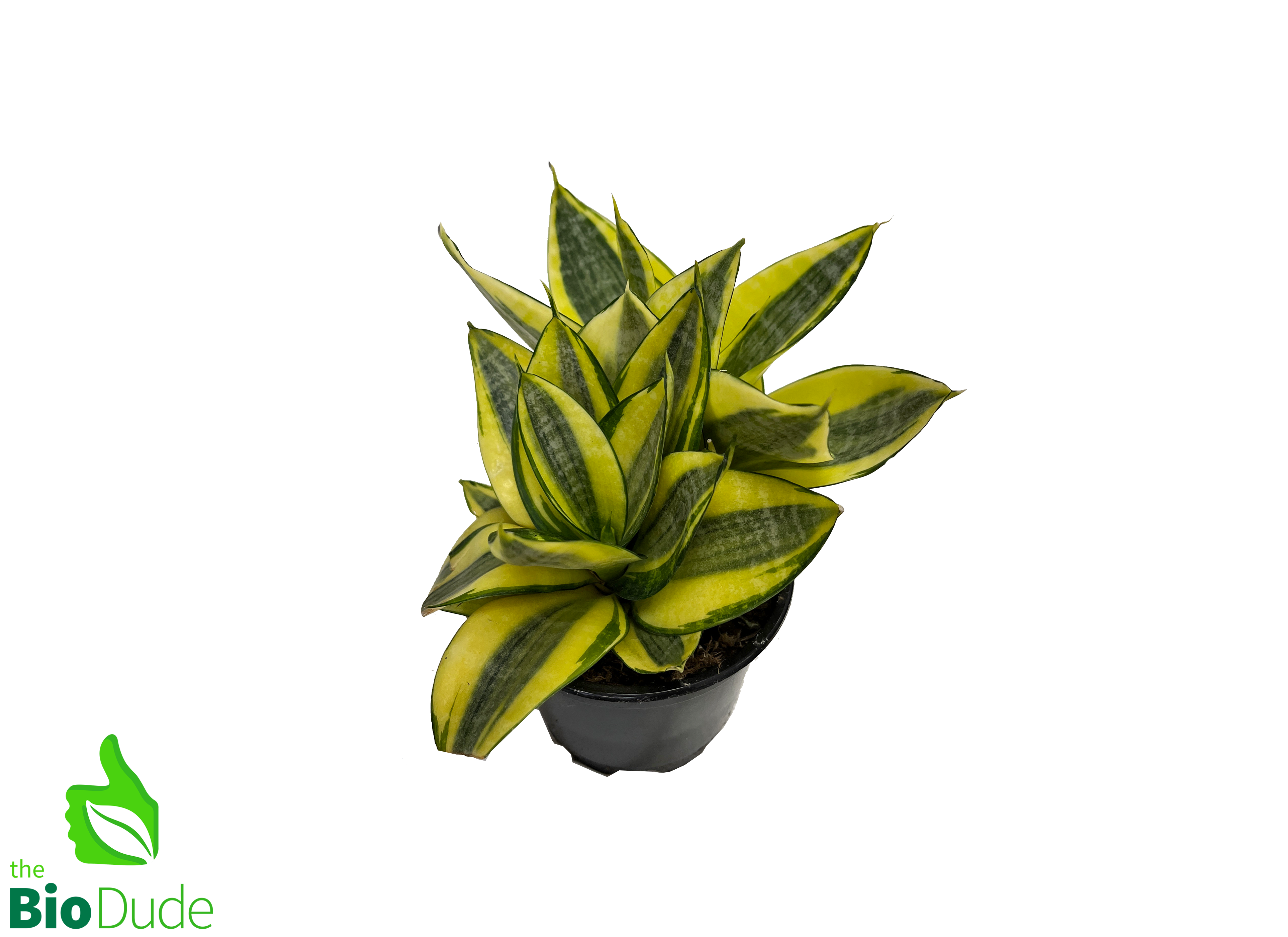sansevieria sordida 4" Pot Sansevieria Shorter Variety – The Bio Dude