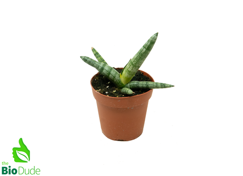 4" Pot Sansevieria Starfish