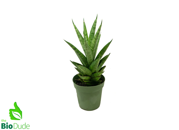 4" Pot Sansevieria Tower