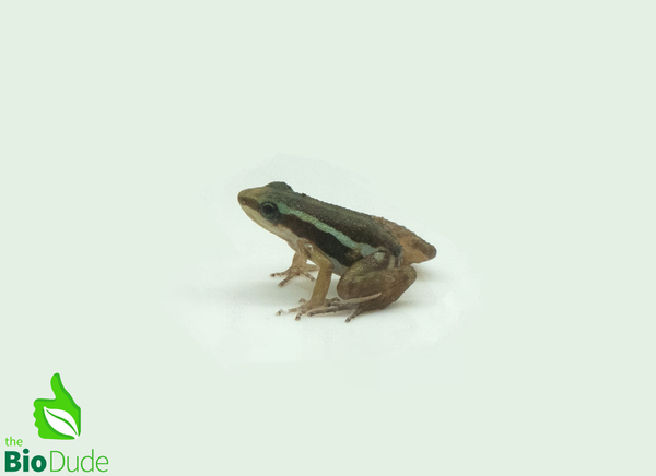 Santa Isabel Dart Frog, Saint Anthony's Poison-Arrow Frog