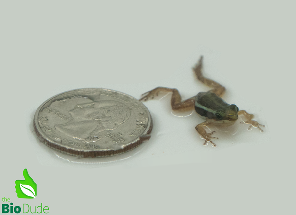 Santa Isabel Dart Frog, Saint Anthony's Poison-Arrow Frog