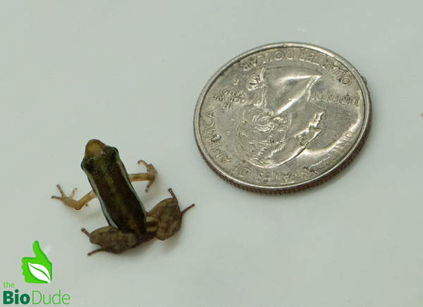 Santa Isabel Dart Frog, Saint Anthony's Poison-Arrow Frog