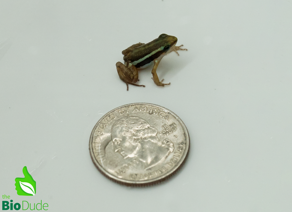Santa Isabel Dart Frog, Saint Anthony's Poison-Arrow Frog