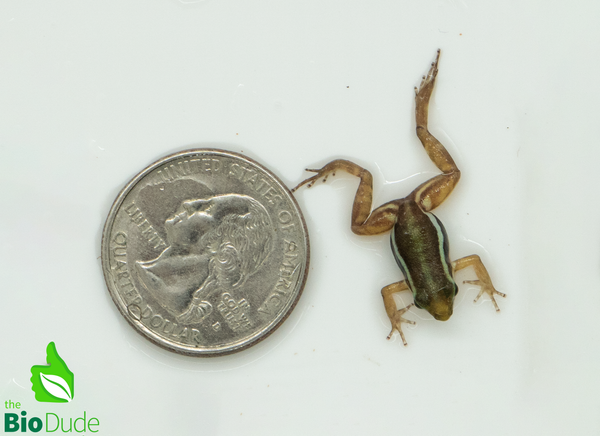 Santa Isabel Dart Frog, Saint Anthony's Poison-Arrow Frog