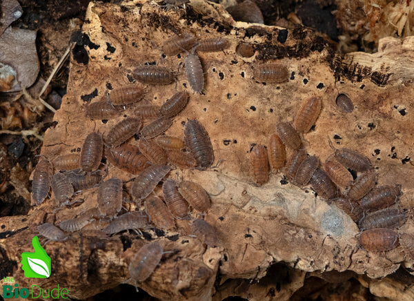Porcellio Scaber "Red Calico" Isopods FREE SHIPPING