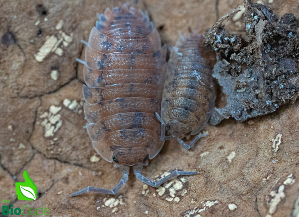 Porcellio Scaber "Red Calico" Isopods FREE SHIPPING