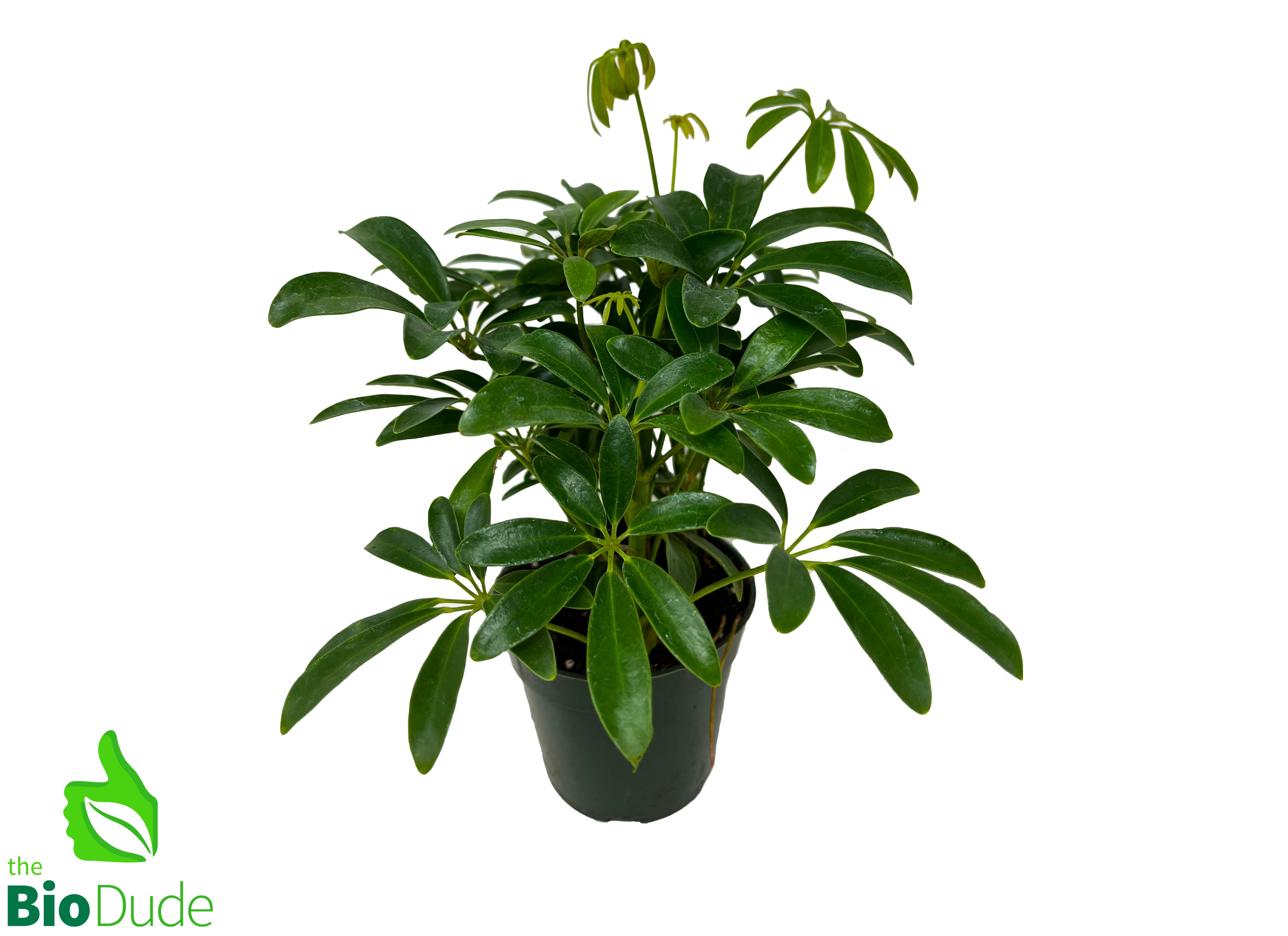 schefflera arboricola chameleon 4" Pot Schefflera Bush – The Bio Dude