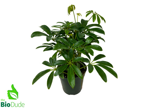 4" Pot Schefflera Bush