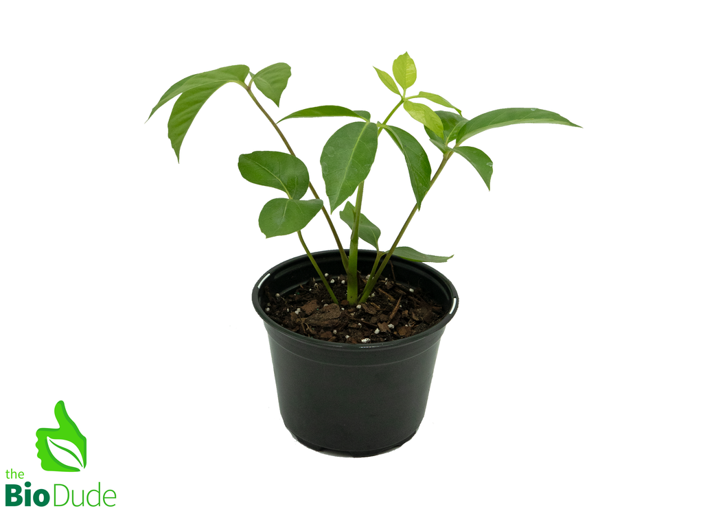6" Pot Schefflera Amate