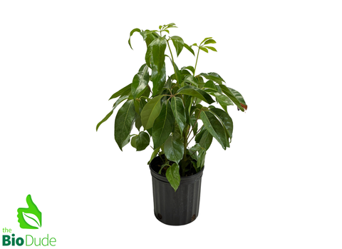 8" Pot Schefflera Amate