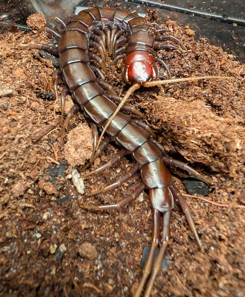 Scolopendra sp. 'Buton Black' – Buton Black Centipede | Chocolate-to-Black Giant with Cherry Head | Live Arrival Guarantee | TDE