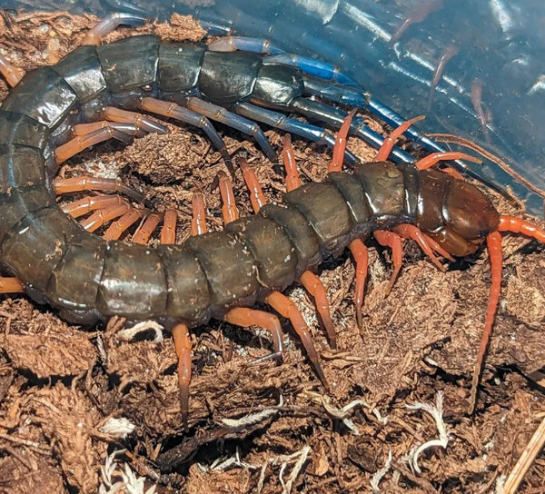 Scolopendra sp. 'Lowland Jewel' – Lowland Jewel Centipede | Chocolate Body Orange-to-Blue Gradient Legs | Live Arrival Guarantee | TDE