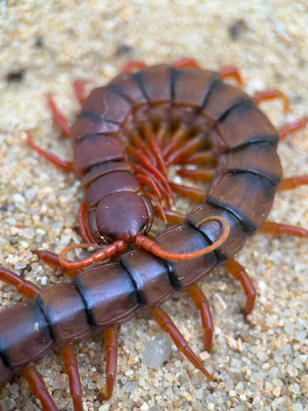 Scolopendra dehaani – Malaysian Cherry Red Centipede | All-Cherry Giant with Black Banding | TDE