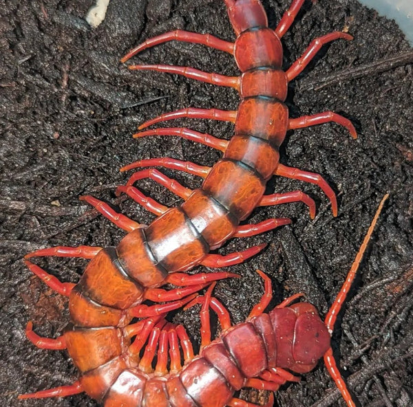 Scolopendra dehaani – Malaysian Cherry Red Centipede | All-Cherry Giant with Black Banding | TDE