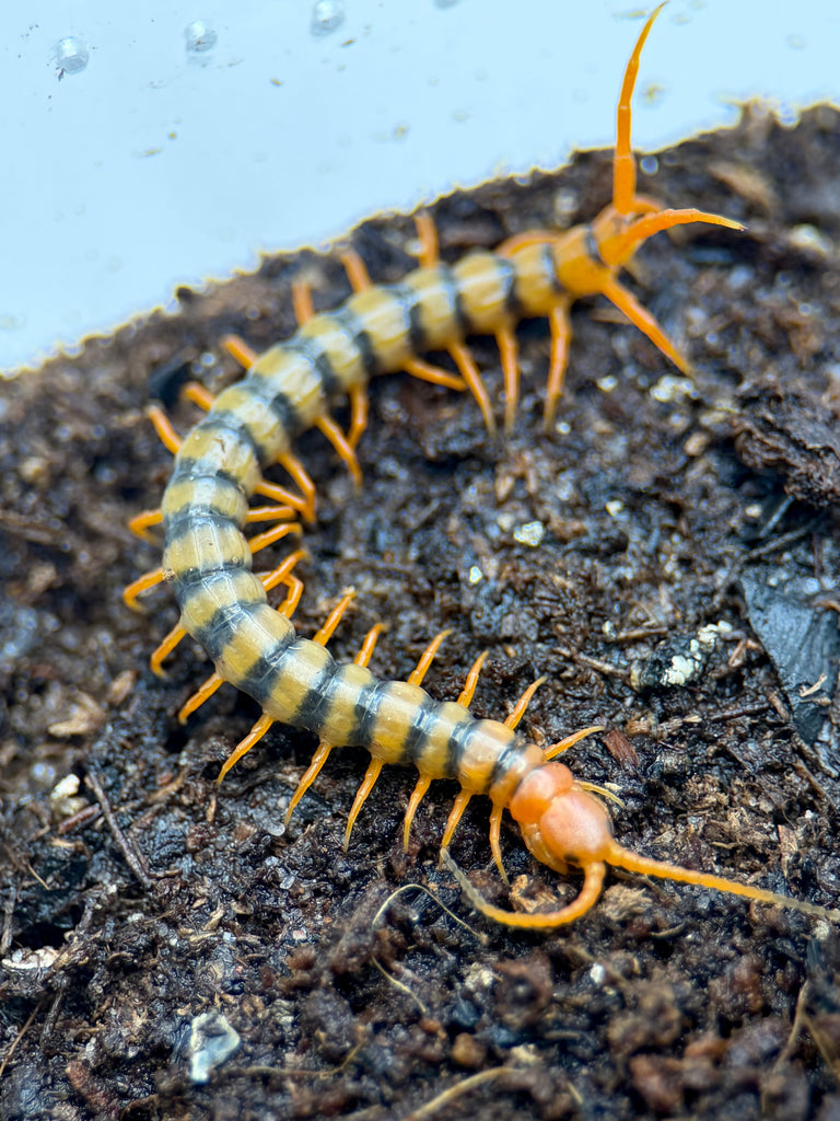 Scolopendra multidens ‘Red’ – Chinese Beauty Centipede | Red Head, Red Legs & Dark Body | TDE