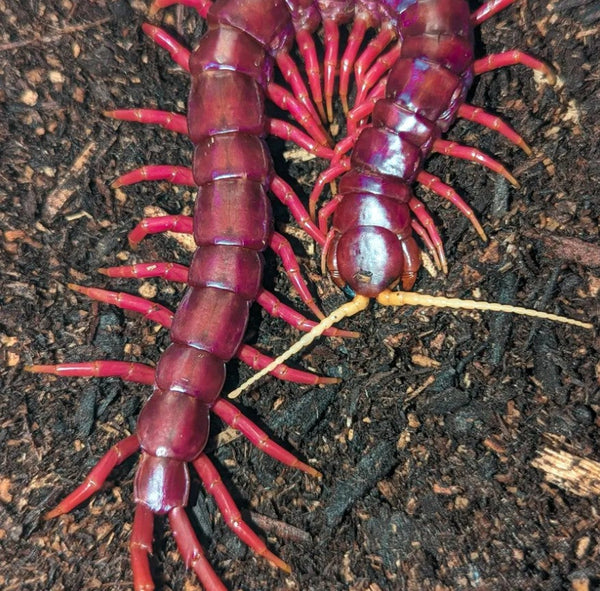 Scolopendra sp. 'Sumatran Purple' – Sumatran Purple Centipede | Purple Giant | Red Rosie | Live Arrival Guarantee | TDE