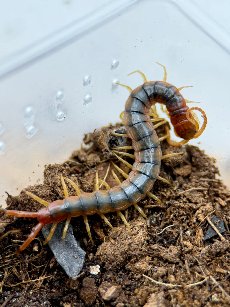 Scolopendra cf. viridicornis ‘Brown – Nordeste do Brazil’ – Amazon Tricolor Centipede | Incredibly Rare Giant South American Species | Live Arrival Guarantee | TDE