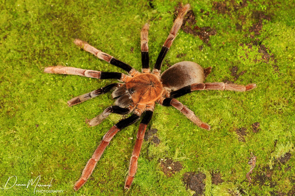 Selenocosmia arndsti – New Guinea Rust Orange Tarantula | Rare Asian Species | Live Arrival Guarantee | TDE