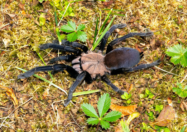 Selenocosmiinae sp. Kordillera – Kordillera Earth Tiger | Rare Asian Fossorial Tarantula | Live Arrival Guarantee | TDE