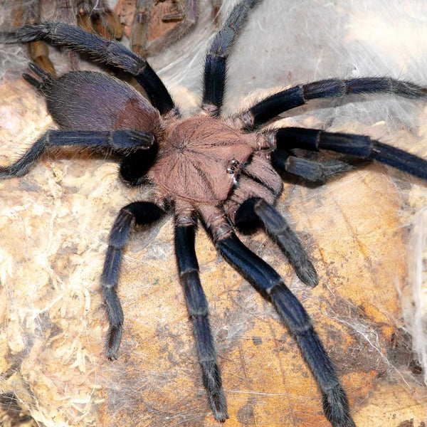 Selenocosmiinae sp. Kordillera – Kordillera Earth Tiger | Rare Asian Fossorial Tarantula | Live Arrival Guarantee | TDE