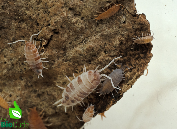 Porcellionides pruinosus "Party Mix" Isopods FREE SHIPPING
