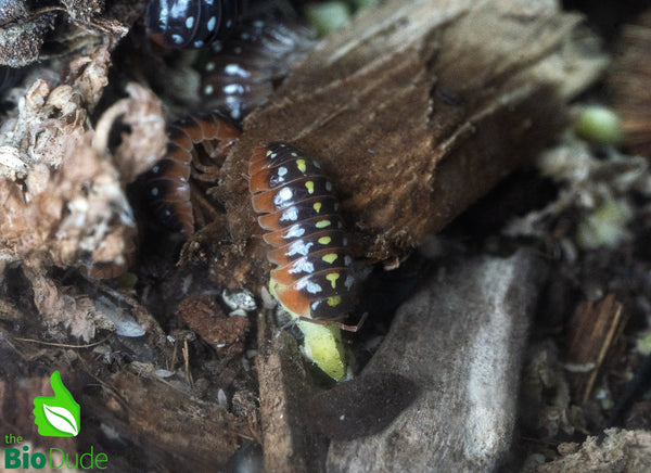 Isopod Crunchies Dried Peas – 4oz | Natural Isopod Food